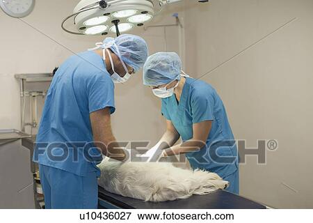 Stock Photo - Veterinary surgeons working on dog. Fotosearch
