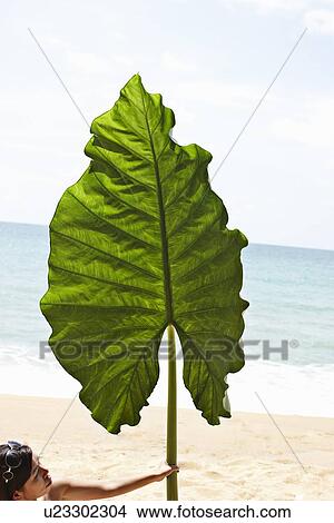 Picture - Woman holding oversized leaf on beach. Fotosearch