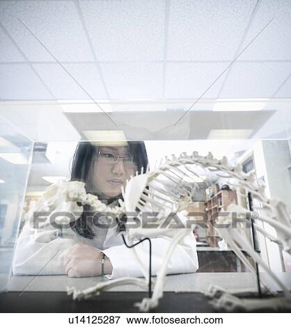 Stock Photo - Biology student examining model. Fotosearch