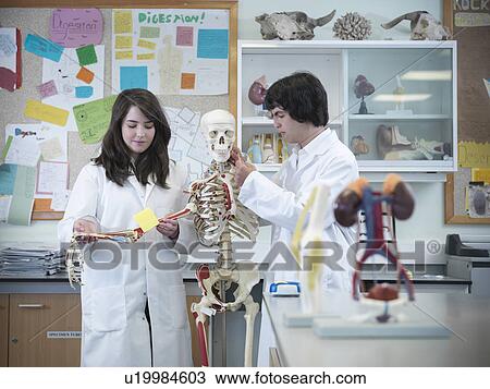 Biology students studying skeleton View Large Photo Image Stock Image - Biology students studying skeleton. Fotosearch
