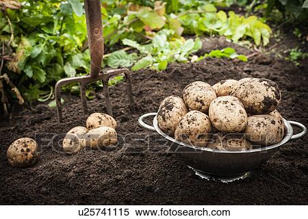 Bowl of unearthed potatoes in garden View Large Photo Image Stock Photography - Bowl of unearthed potatoes in garden. Fotosearch