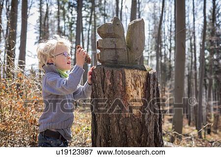 Boy examining pine cone in forest View Large Photo Image Stock Photo - Boy examining pine cone in forest. Fotosearch