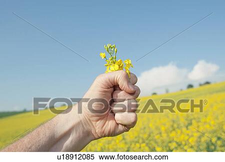 Stock Photography - Close up of hand clutching flowers. Fotosearch