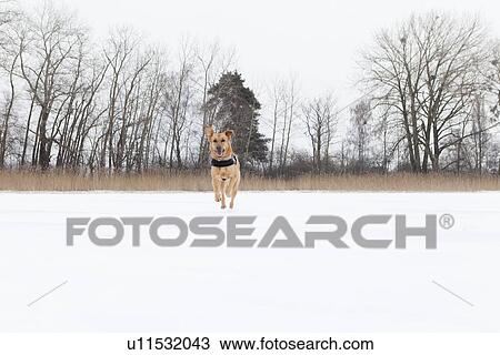Dog running in snowy field View Large Photo Image Stock Image - Dog running in snowy field. Fotosearch