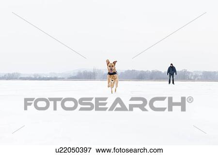 Stock Photo - Dog running in snowy field. Fotosearch