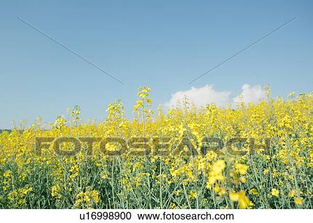 Stock Image - Field of flowers under blue sky. Fotosearch