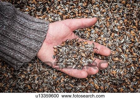 Hand holding palmful of seeds View Large Photo Image Stock Image - Hand holding palmful of seeds. Fotosearch