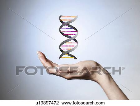 Stock Image - Hand holding strain of DNA. Fotosearch