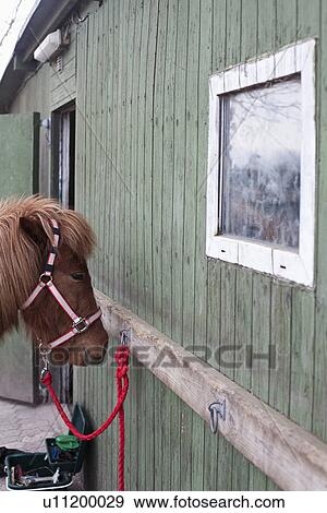 Horse tied to stable View Large Photo Image Stock Photo - Horse tied to stable. Fotosearch