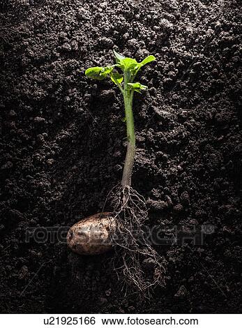 Stock Photograph - Potato with roots and leaves in dirt. Fotosearch