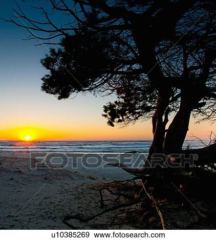 Tree growing on beach at sunrise View Large Photo Image Stock Photo - Tree growing on beach at sunrise. Fotosearch