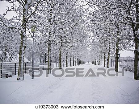 Trees and road in snowy landscape View Large Photo Image Stock Image - Trees and road in snowy landscape. Fotosearch
