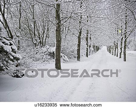 Trees and road in snowy landscape View Large Photo Image Stock Photography - Trees and road in snowy landscape. Fotosearch