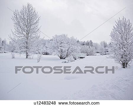 Trees in snowy landscape View Large Photo Image Stock Photo - Trees in snowy landscape. Fotosearch