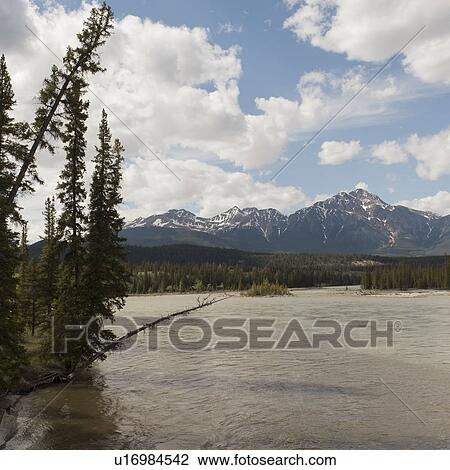 Athabasca River with mountains in the background, Jasper National Park, Alberta, Canada View Large Photo Image Stock Image - Athabasca River with mountains in the background, Jasper National Park, Alberta, Canada. Fotosearch