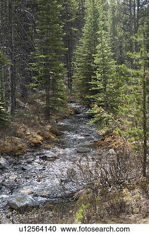 Bald Hills Trail, Jasper National Park, Alberta, Canada View Large Photo Image Stock Image - Bald Hills Trail, Jasper National Park, Alberta, Canada. Fotosearch