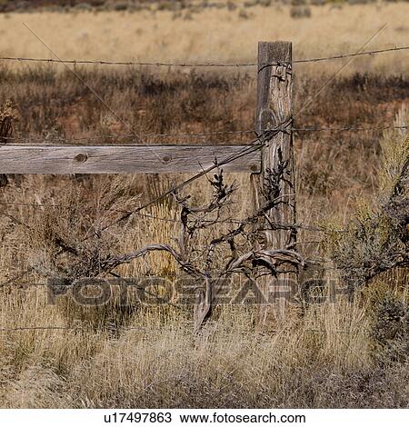 Barbed wire fence, Paria Canyon, Paria, Kane County, Utah, USA View Large Photo Image Stock Image - Barbed wire fence, Paria Canyon, Paria, Kane County, Utah, USA. Fotosearch