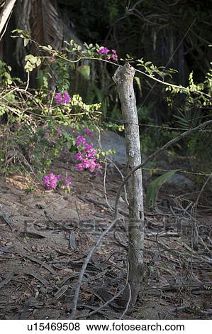 Stock Photo - Barbed wire fence, Sayulita, Nayarit, Mexico. Fotosearch