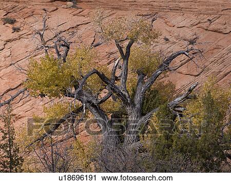 Stock Image - Bare trees in a forest, Zion National Park, Utah, USA. Fotosearch