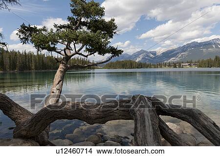 Picture - Beauvert Lake with mountains in the background, Jasper National Park, Alberta, Canada. Fotosearch