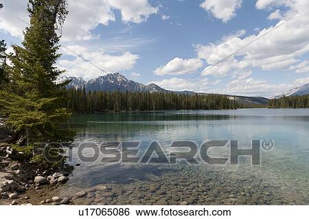 Beauvert Lake with mountains in the background, Jasper National Park, Alberta, Canada View Large Photo Image Stock Photograph - Beauvert Lake with mountains in the background, Jasper National Park, Alberta, Canada. Fotosearch
