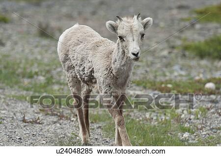 Bighorn sheep lamb (Ovis canadensis), Jasper National Park, Alberta, Canada View Large Photo Image Stock Photography - Bighorn sheep lamb (Ovis canadensis), Jasper National Park, Alberta, Canada. Fotosearch