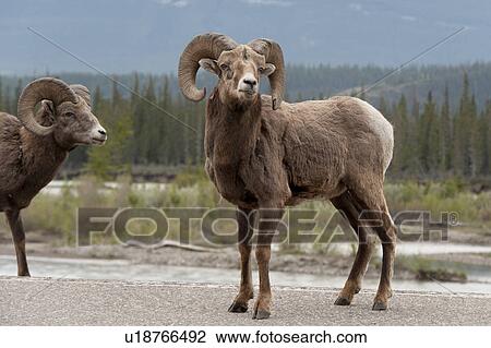 Bighorn sheep (Ovis canadensis), Jasper National Park, Alberta, Canada View Large Photo Image Stock Image - Bighorn sheep (Ovis canadensis), Jasper National Park, Alberta, Canada. Fotosearch