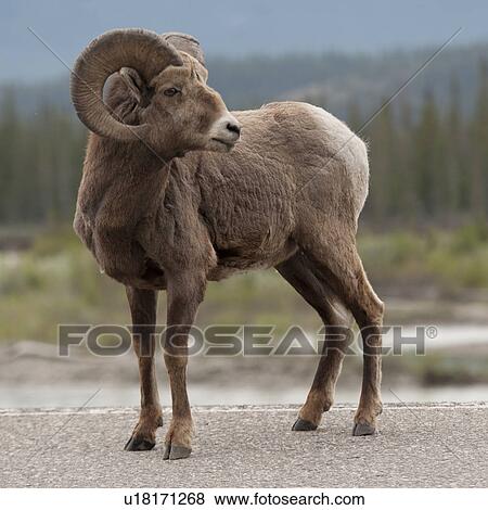 Bighorn sheep (Ovis canadensis), Jasper National Park, Alberta, Canada View Large Photo Image Stock Photo - Bighorn sheep (Ovis canadensis), Jasper National Park, Alberta, Canada. Fotosearch