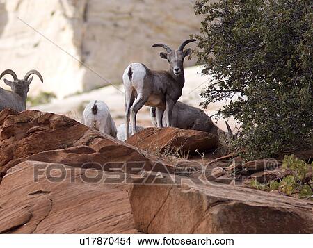 Bighorn Sheep (Ovis canadensis) on a rock, Zion National Park, Utah, USA View Large Photo Image Picture - Bighorn Sheep (Ovis canadensis) on a rock, Zion National Park, Utah, USA. Fotosearch