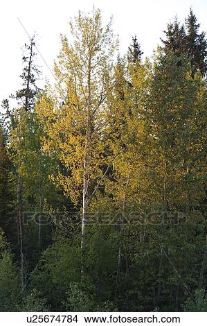 Picture - Birch trees in a forest, Northern Alberta, Alberta, Canada. Fotosearch