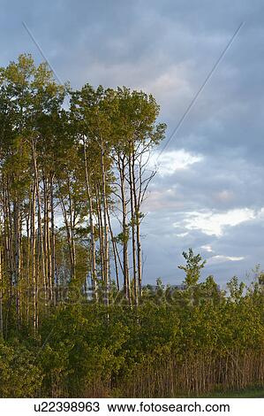 Birch trees in a forest, Northern Alberta, Alberta, Canada View Large Photo Image Stock Image - Birch trees in a forest, Northern Alberta, Alberta, Canada. Fotosearch