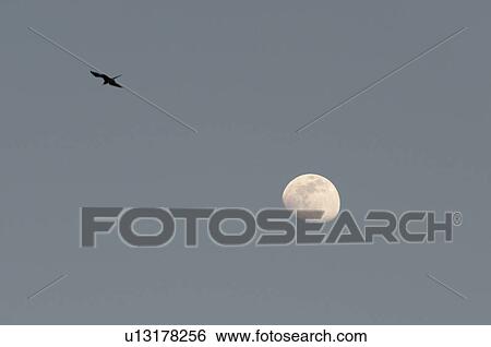 Bird and moon in the sky, Sayulita, Nayarit, Mexico View Large Photo Image Stock Photograph - Bird and moon in the sky, Sayulita, Nayarit, Mexico. Fotosearch
