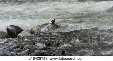 Stock Photo - Bird on rock in the stream, Whistler, British Columbia, Canada. Fotosearch