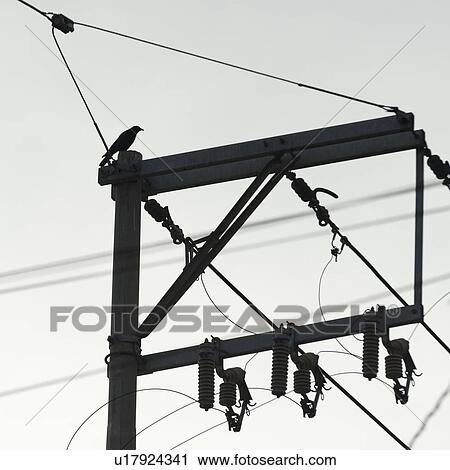 Stock Image - Bird perching on an electricity pylon, Sayulita, Nayarit, Mexico. Fotosearch