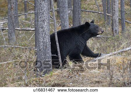 Black bear (Ursus americanus) walking in a forest, Jasper National Park, Alberta, Canada View Large Photo Image Stock Photo - Black bear (Ursus americanus) walking in a forest, Jasper National Park, Alberta, Canada. Fotosearch