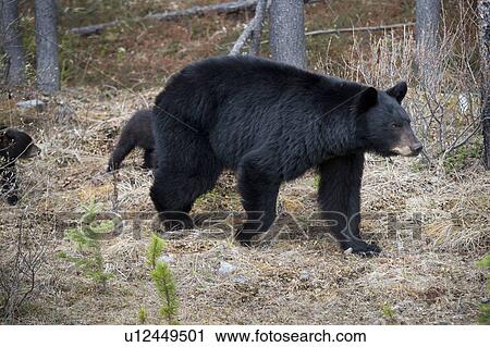 Black bear (Ursus americanus) with its cubs in a forest, Jasper National Park, Alberta, Canada View Large Photo Image Stock Image - Black bear (Ursus americanus) with its cubs in a forest, Jasper National Park, Alberta, Canada. Fotosearch