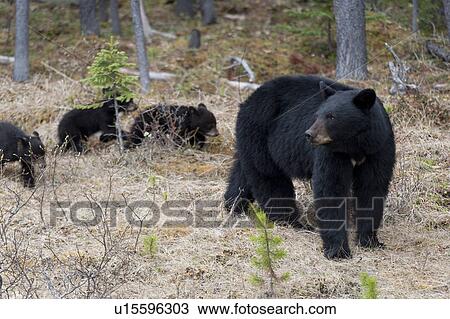 Black bear (Ursus americanus) with its cubs in a forest, Jasper National Park, Alberta, Canada View Large Photo Image Stock Image - Black bear (Ursus americanus) with its cubs in a forest, Jasper National Park, Alberta, Canada. Fotosearch