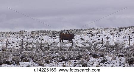 Bull in a snow covered field, Grand Staircase-Escalante National Monument, Utah, USA View Large Photo Image Stock Photo - Bull in a snow covered field, Grand Staircase-Escalante National Monument, Utah, USA. Fotosearch
