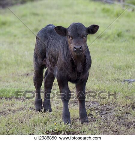 Calf standing in a pasture, Northern Alberta, Alberta, Canada View Large Photo Image Stock Image - Calf standing in a pasture, Northern Alberta, Alberta, Canada. Fotosearch
