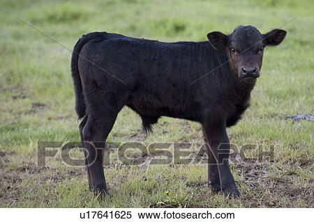 Stock Photography - Calf standing in a pasture, Northern Alberta, Alberta, Canada. Fotosearch