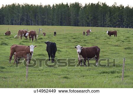 Stock Photo - Cattle grazing in a pasture, Northern Alberta, Alberta, Canada. Fotosearch