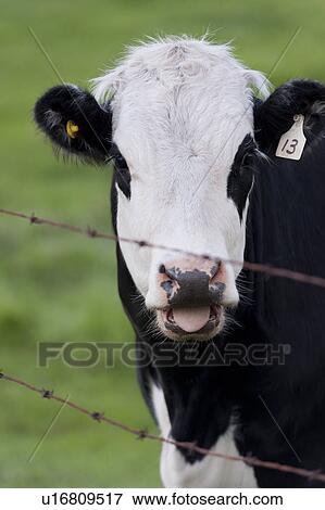 Close-up of a cow, Northern Alberta, Alberta, Canada View Large Photo Image Stock Photo - Close-up of a cow, Northern Alberta, Alberta, Canada. Fotosearch