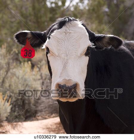 Close-up of a cow, Utah, USA View Large Photo Image Stock Photo - Close-up of a cow, Utah, USA. Fotosearch