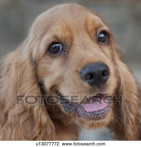 Stock Image - Close-up of a dog, Sayulita, Nayarit, Mexico. Fotosearch