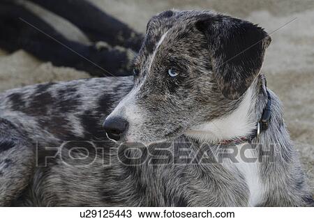 Stock Image - Close-up of a dog, Sayulita, Nayarit, Mexico. Fotosearch
