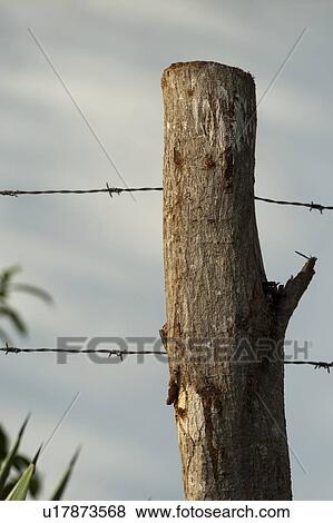 Stock Photo - Close-up of a fence, Sayulita, Nayarit, Mexico. Fotosearch