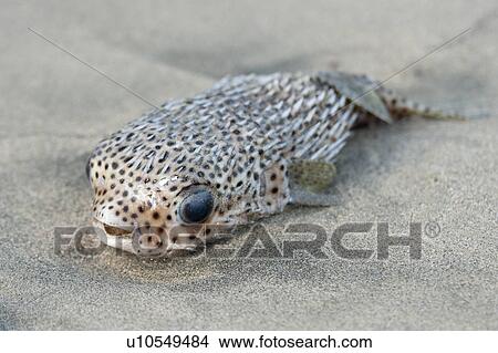 Picture - Close-up of a fish, Sayulita, Nayarit, Mexico. Fotosearch