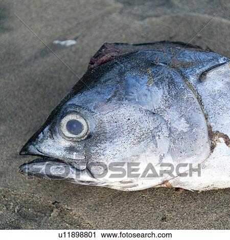 Stock Image - Close-up of a fish, Sayulita, Nayarit, Mexico. Fotosearch