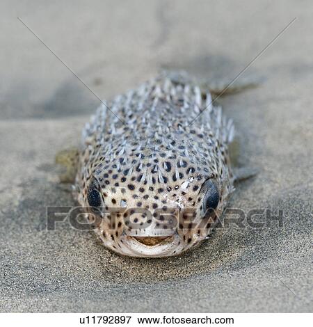 Close-up of a fish, Sayulita, Nayarit, Mexico View Large Photo Image Stock Photo - Close-up of a fish, Sayulita, Nayarit, Mexico. Fotosearch