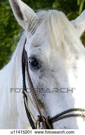 Stock Image - Close-up of a horse, Sayulita, Nayarit, Mexico. Fotosearch